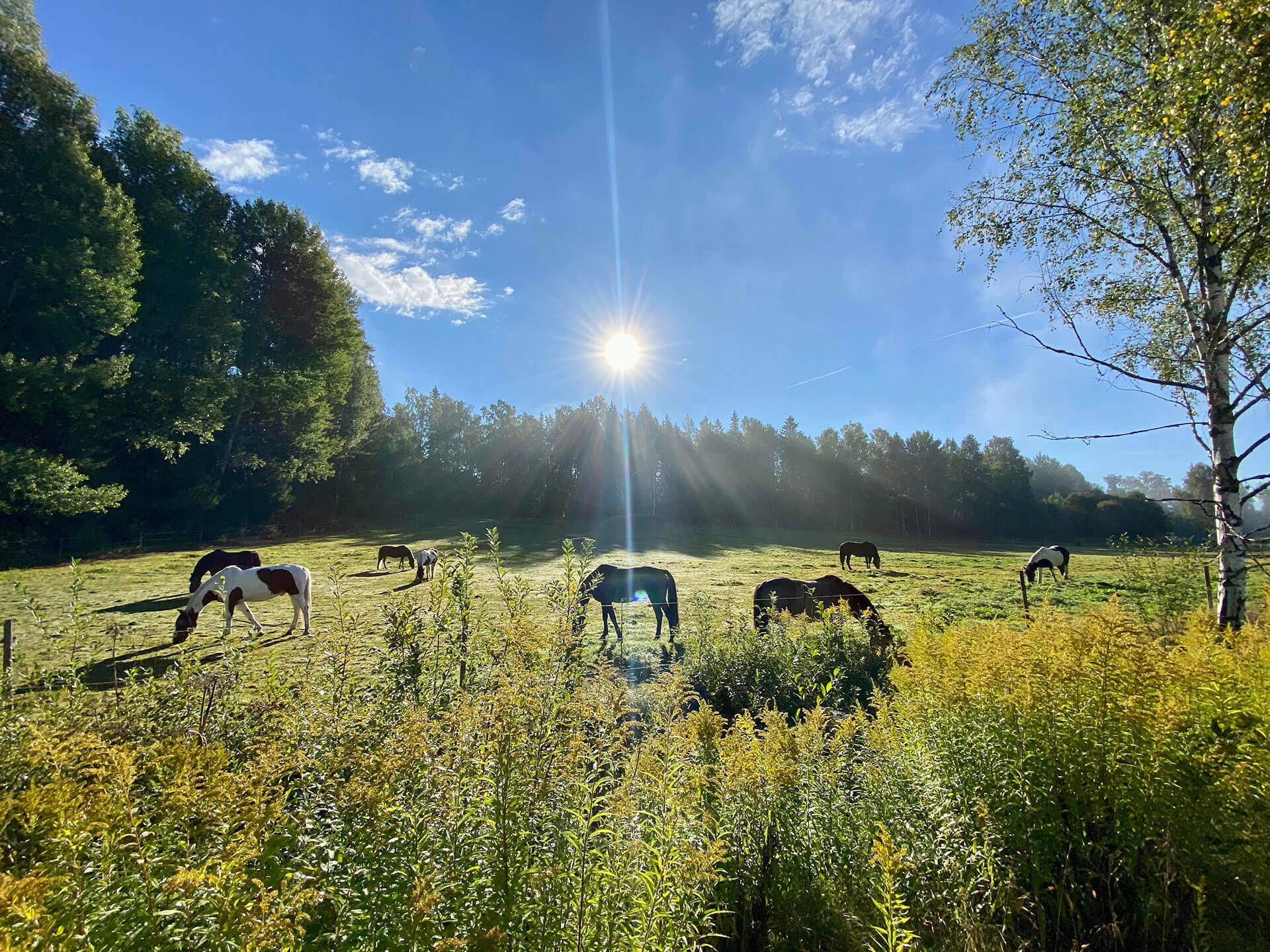 Filipstads Ridklubb sommar