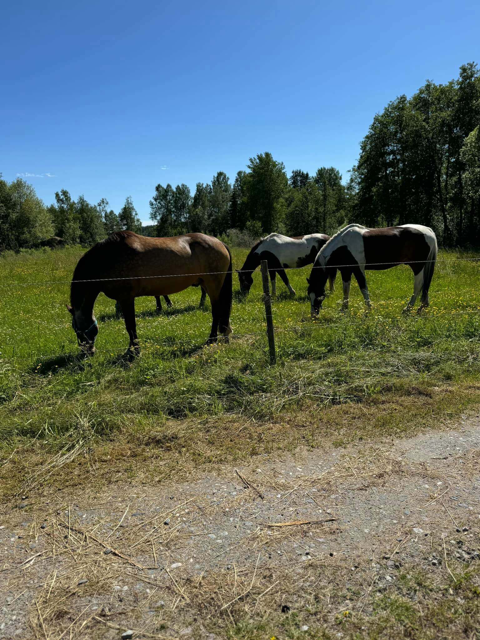 Sommar 2024 Filipstads Ridklubb